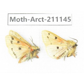 Arctiidae sp. China, Tibet, Xigaze, Dingjie county, Chgentang valley. 2Pcs. Moth-Arct-211145.