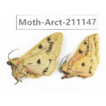 Arctiidae sp. China, Tibet, Xigaze, Dingjie county, Chgentang valley. 2Pcs. Moth-Arct-211147.