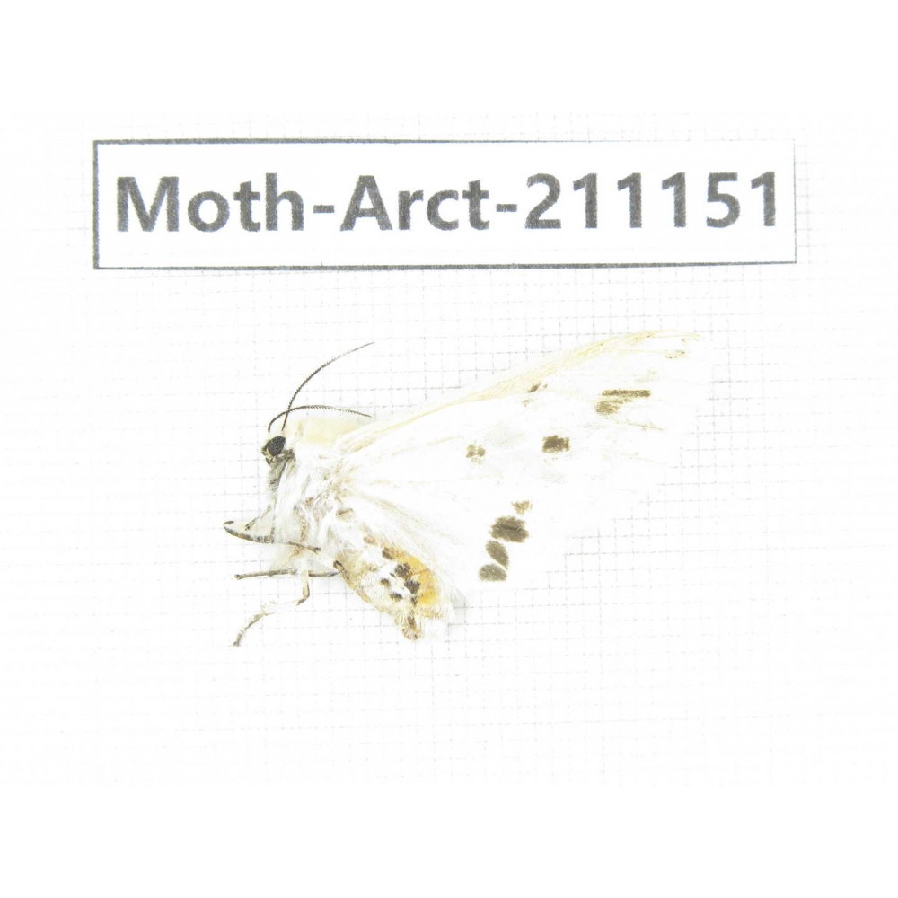 Arctiidae sp. China, Tibet, Xigaze, Dingjie county, Chgentang valley. 1Pcs. Moth-Arct-211151.