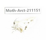 Arctiidae sp. China, Tibet, Xigaze, Dingjie county, Chgentang valley. 1Pcs. Moth-Arct-211151.