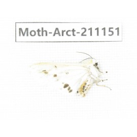 Arctiidae sp. China, Tibet, Xigaze, Dingjie county, Chgentang valley. 1Pcs. Moth-Arct-211151.