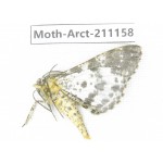 Arctiidae sp. China, Tibet, Xigaze, Dingjie county, Chgentang valley. 1Pcs. Moth-Arct-211158.
