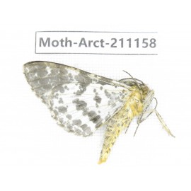 Arctiidae sp. China, Tibet, Xigaze, Dingjie county, Chgentang valley. 1Pcs. Moth-Arct-211158.