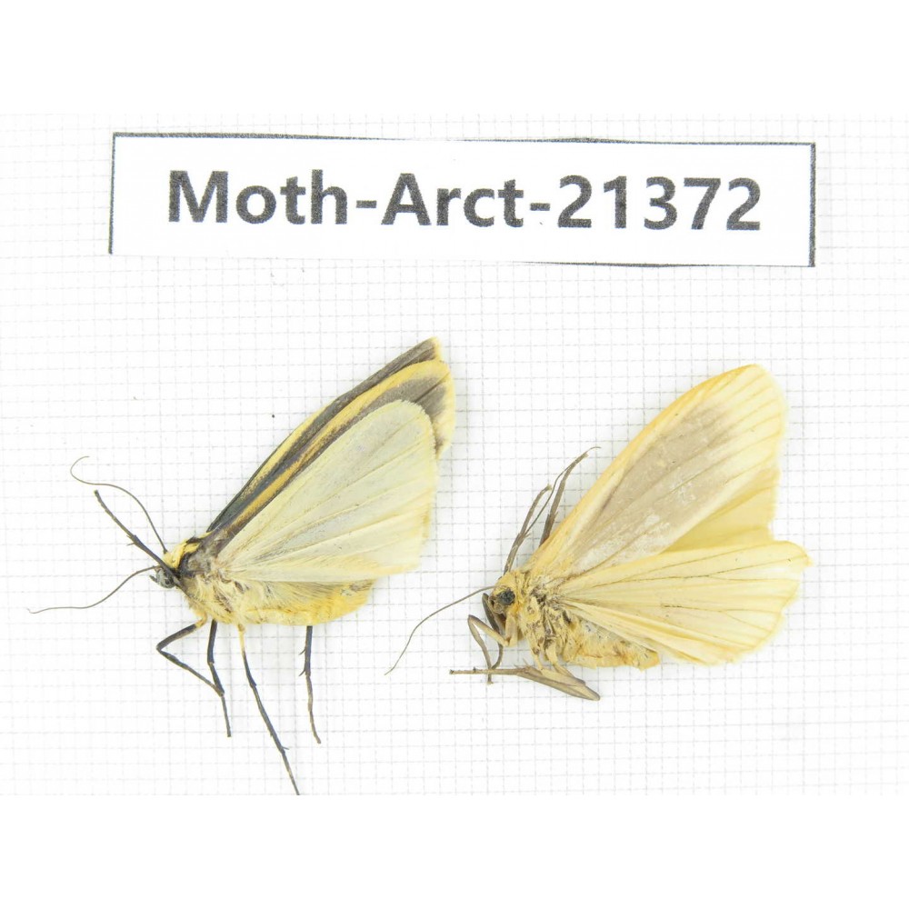 Arctiidae sp. China, Tibet, Xigaze area, Dingjie county, Chgentang valley. 2Pcs. Moth-Arct-21372