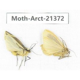 Arctiidae sp. China, Tibet, Xigaze area, Dingjie county, Chgentang valley. 2Pcs. Moth-Arct-21372