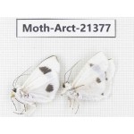 Arctiidae sp. China, Tibet, Xigaze area, Dingjie county, Chgentang valley. 2Pcs. Moth-Arct-21377