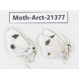 Arctiidae sp. China, Tibet, Xigaze area, Dingjie county, Chgentang valley. 2Pcs. Moth-Arct-21377
