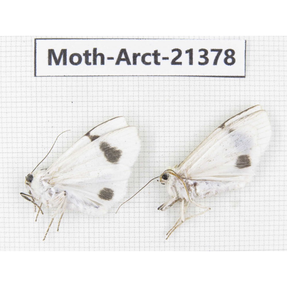 Arctiidae sp. China, Tibet, Xigaze area, Dingjie county, Chgentang valley. 2Pcs. Moth-Arct-21378