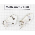Arctiidae sp. China, Tibet, Xigaze area, Dingjie county, Chgentang valley. 2Pcs. Moth-Arct-21378