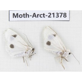 Arctiidae sp. China, Tibet, Xigaze area, Dingjie county, Chgentang valley. 2Pcs. Moth-Arct-21378