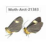 Arctiidae sp. China, Tibet, Xigaze area, Dingjie county, Chgentang valley. 2Pcs. Moth-Arct-21383
