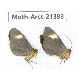 Arctiidae sp. China, Tibet, Xigaze area, Dingjie county, Chgentang valley. 2Pcs. Moth-Arct-21383