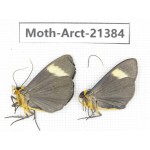 Arctiidae sp. China, Tibet, Xigaze area, Dingjie county, Chgentang valley. 2Pcs. Moth-Arct-21384
