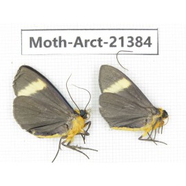 Arctiidae sp. China, Tibet, Xigaze area, Dingjie county, Chgentang valley. 2Pcs. Moth-Arct-21384