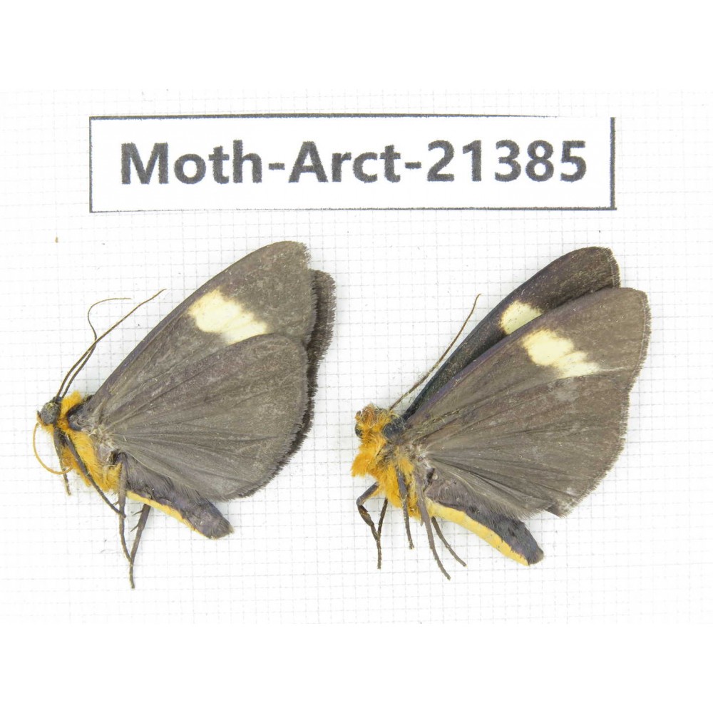 Arctiidae sp. China, Tibet, Xigaze area, Dingjie county, Chgentang valley. 2Pcs. Moth-Arct-21385