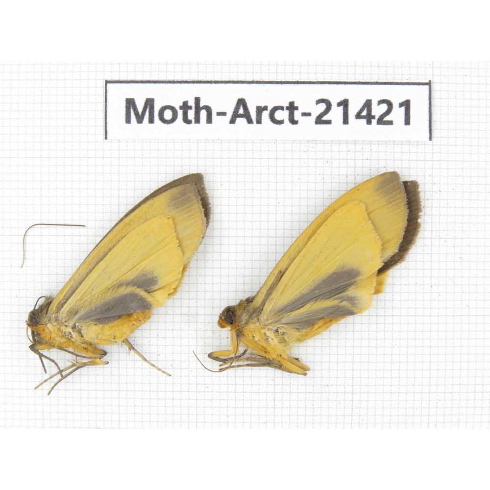 Arctiidae sp. China, Tibet, Xigaze area, Dingjie county, Chgentang valley. 2Pcs. Moth-Arct-21421
