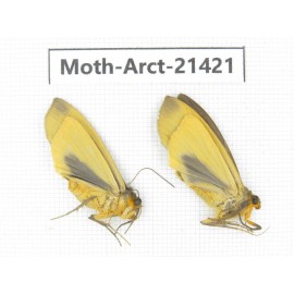 Arctiidae sp. China, Tibet, Xigaze area, Dingjie county, Chgentang valley. 2Pcs. Moth-Arct-21421