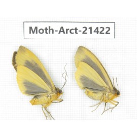 Arctiidae sp. China, Tibet, Xigaze area, Dingjie county, Chgentang valley. 2Pcs. Moth-Arct-21422