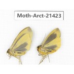 Arctiidae sp. China, Tibet, Xigaze area, Dingjie county, Chgentang valley. 2Pcs. Moth-Arct-21423