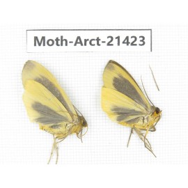 Arctiidae sp. China, Tibet, Xigaze area, Dingjie county, Chgentang valley. 2Pcs. Moth-Arct-21423
