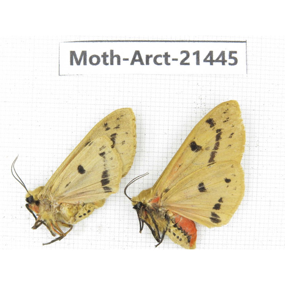 Arctiidae sp. China, Tibet, Xigaze area, Dingjie county, Chgentang valley. 2Pcs. Moth-Arct-21445