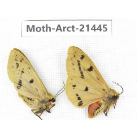 Arctiidae sp. China, Tibet, Xigaze area, Dingjie county, Chgentang valley. 2Pcs. Moth-Arct-21445