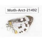 Arctiidae sp. China, Tibet, Xigaze area, Dingjie county, Chgentang valley. 1Pcs. Moth-Arct-21492