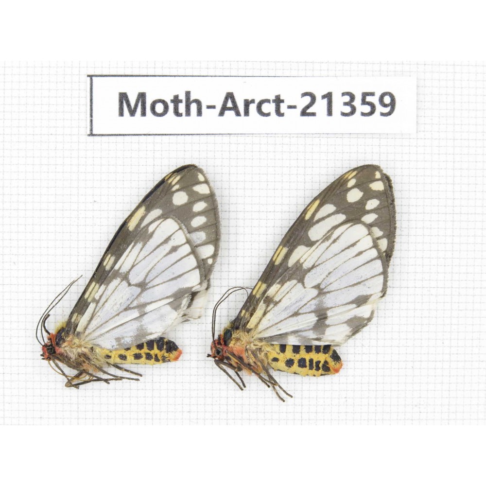 Arctiidae sp. China, Tibet, Xigaze area,  Jilong county,  Jilong town. 2Pcs. Moth-Arct-21359