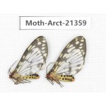 Arctiidae sp. China, Tibet, Xigaze area,  Jilong county,  Jilong town. 2Pcs. Moth-Arct-21359
