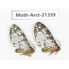 Arctiidae sp. China, Tibet, Xigaze area,  Jilong county,  Jilong town. 2Pcs. Moth-Arct-21359
