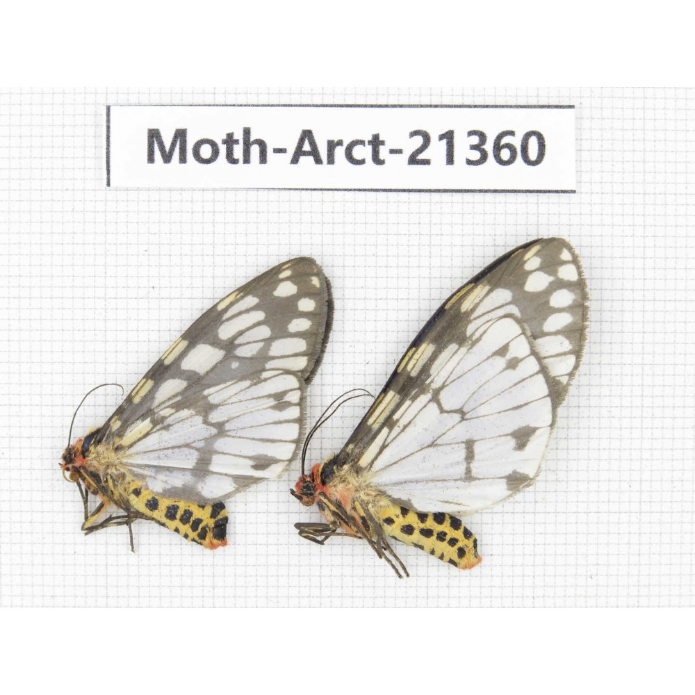 Arctiidae sp. China, Tibet, Xigaze area,  Jilong county,  Jilong town. 2Pcs. Moth-Arct-21360