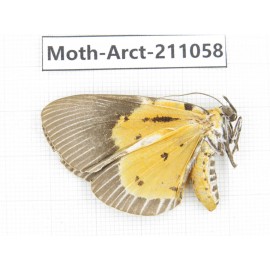 Arctiidae sp. China, Yunnan, Chuxiong, Shuangbai county, N of Mt.Ailaoshan. 1Pcs. Moth-Arct-211058.