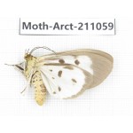 Arctiidae sp. China, Yunnan, Chuxiong, Shuangbai county, N of Mt.Ailaoshan. 1Pcs. Moth-Arct-211059.