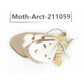 Arctiidae sp. China, Yunnan, Chuxiong, Shuangbai county, N of Mt.Ailaoshan. 1Pcs. Moth-Arct-211059.