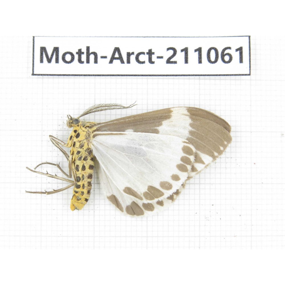 Arctiidae sp. China, Yunnan, Chuxiong, Shuangbai county, N of Mt.Ailaoshan. 1Pcs. Moth-Arct-211061.