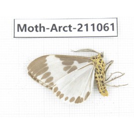 Arctiidae sp. China, Yunnan, Chuxiong, Shuangbai county, N of Mt.Ailaoshan. 1Pcs. Moth-Arct-211061.