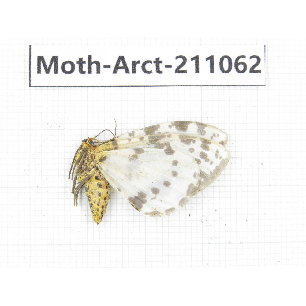 Arctiidae sp. China, Yunnan, Chuxiong, Shuangbai county, N of Mt.Ailaoshan. 1Pcs. Moth-Arct-211062.
