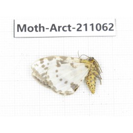Arctiidae sp. China, Yunnan, Chuxiong, Shuangbai county, N of Mt.Ailaoshan. 1Pcs. Moth-Arct-211062.