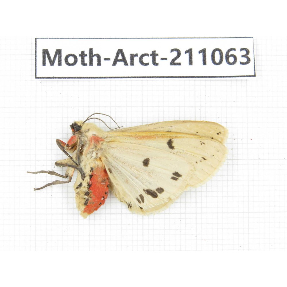 Arctiidae sp. China, Yunnan, Chuxiong, Shuangbai county, N of Mt.Ailaoshan. 1Pcs. Moth-Arct-211063.