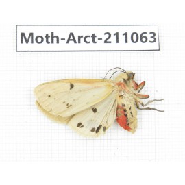 Arctiidae sp. China, Yunnan, Chuxiong, Shuangbai county, N of Mt.Ailaoshan. 1Pcs. Moth-Arct-211063.