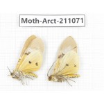 Arctiidae sp. China, Yunnan, Chuxiong, Shuangbai county, N of Mt.Ailaoshan. 2Pcs. Moth-Arct-211071.