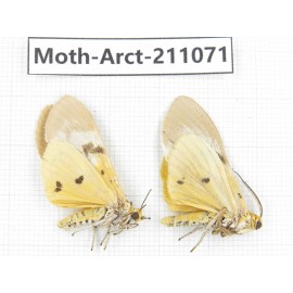 Arctiidae sp. China, Yunnan, Chuxiong, Shuangbai county, N of Mt.Ailaoshan. 2Pcs. Moth-Arct-211071.