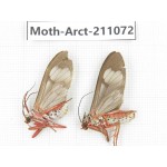 Arctiidae sp. China, Yunnan, Chuxiong, Shuangbai county, N of Mt.Ailaoshan. 2Pcs. Moth-Arct-211072.