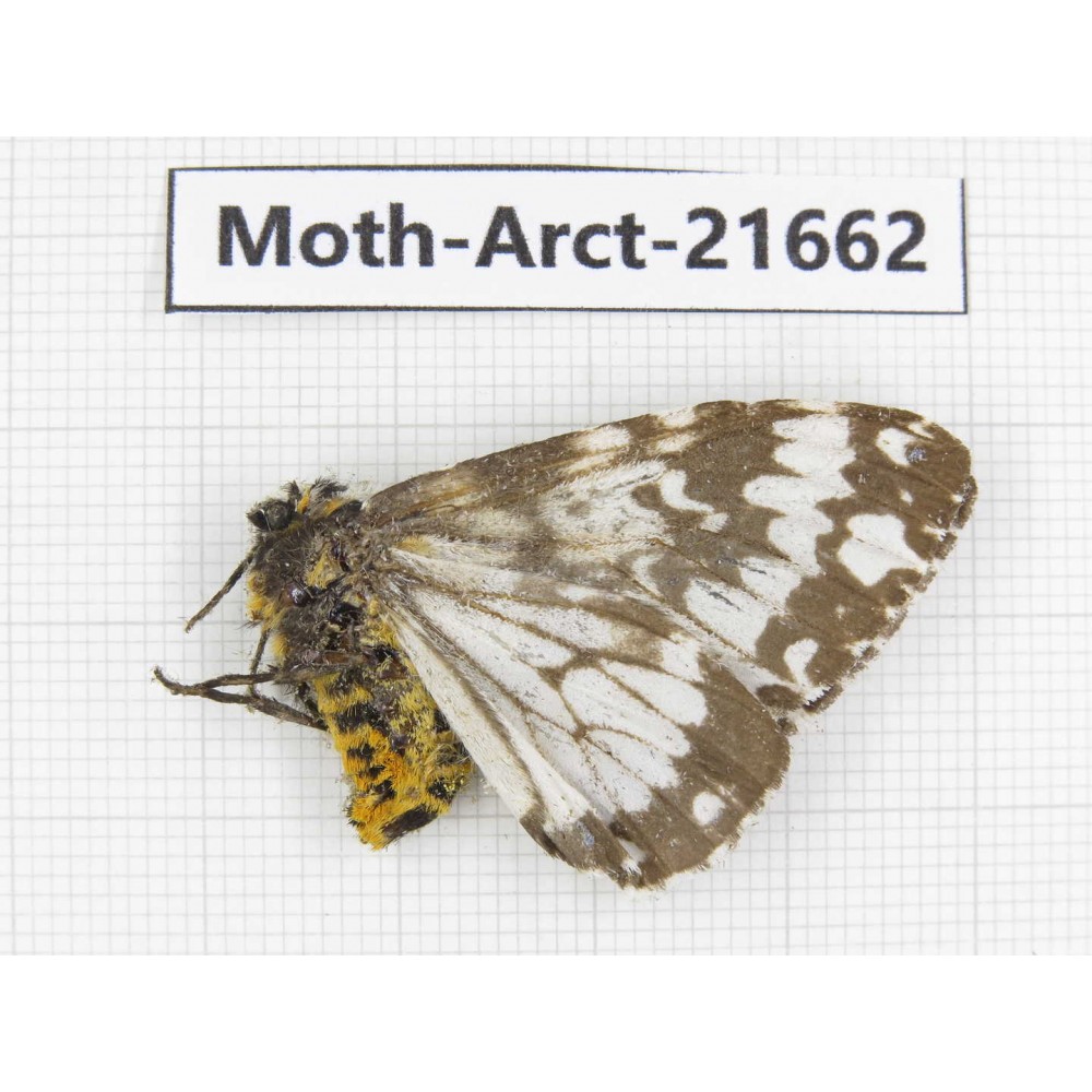 Arctiidae sp. China, Yunnan, Dali, C of Mt.Cangshan. 1Pcs. Moth-Arct-21662.
