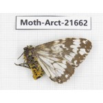 Arctiidae sp. China, Yunnan, Dali, C of Mt.Cangshan. 1Pcs. Moth-Arct-21662.