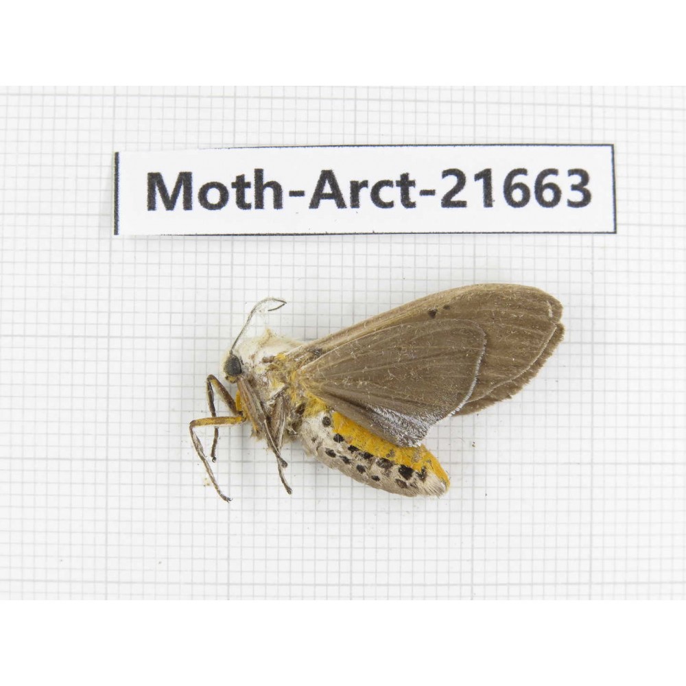 Arctiidae sp. China, Yunnan, Dali, C of Mt.Cangshan. 1F. Moth-Arct-21663.
