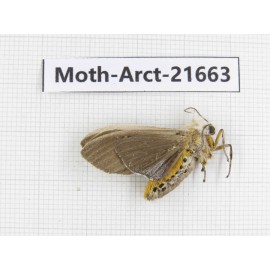 Arctiidae sp. China, Yunnan, Dali, C of Mt.Cangshan. 1F. Moth-Arct-21663.