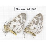 Arctiidae sp. China, Yunnan, Dali, C of Mt.Cangshan. 2Pcs. Moth-Arct-21666.