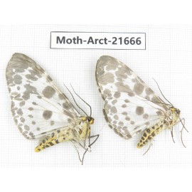 Arctiidae sp. China, Yunnan, Dali, C of Mt.Cangshan. 2Pcs. Moth-Arct-21666.