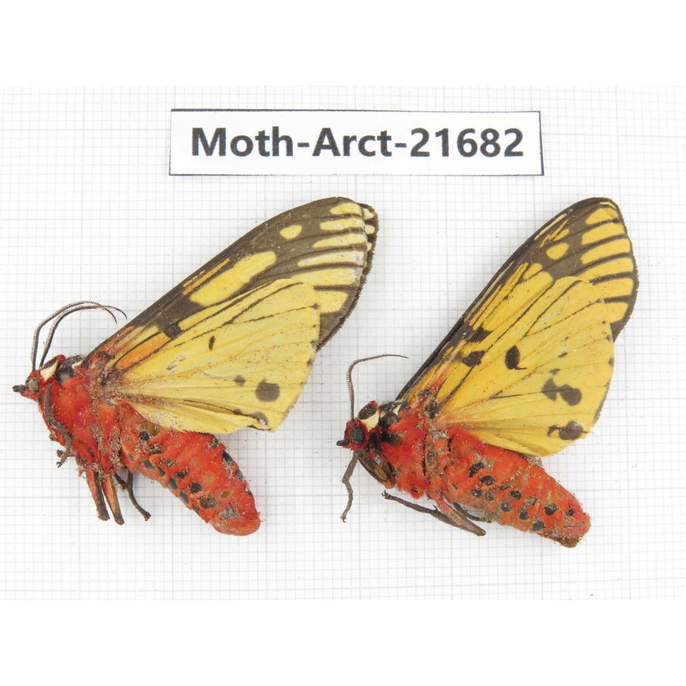 Arctiidae sp. China, Yunnan, Dali, C of Mt.Cangshan. 2F. Moth-Arct-21682.